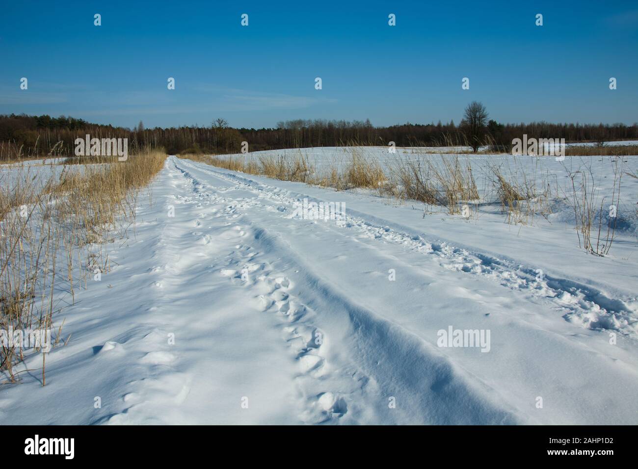 Snow Road à la forêt, horizon et ciel Banque D'Images