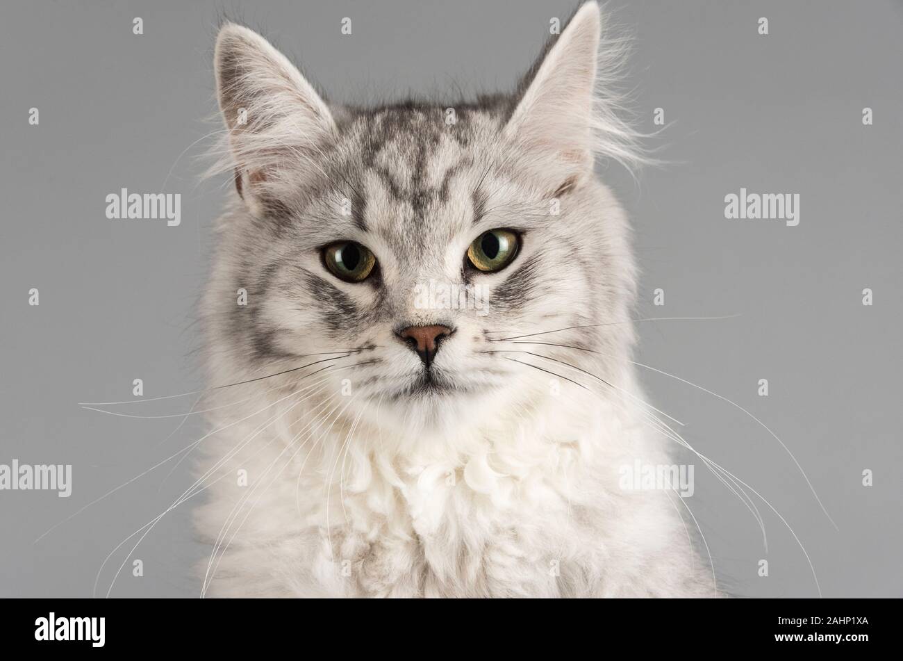Portrait d'un chaton tabby sibérien de 7 mois, Royaume-Uni. Banque D'Images