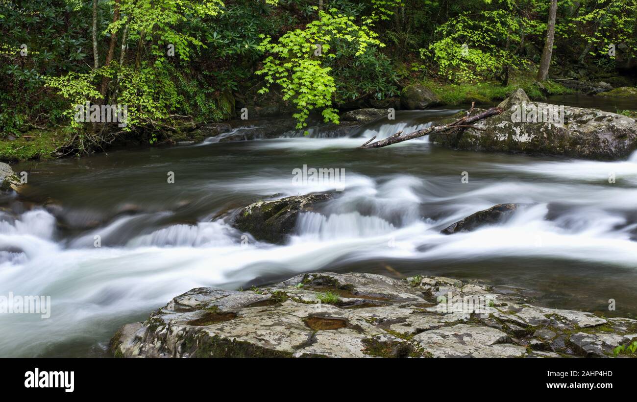 Les fougères et plantes couvre-sol sur les rives d'un fleuve dans la région de la Smoky Mtn. Parc national. Banque D'Images