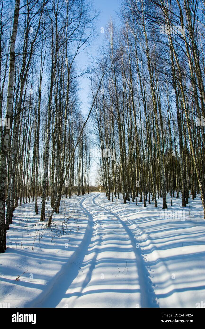 La neige et le chemin dans la forêt, journée ensoleillée d'hiver Banque D'Images