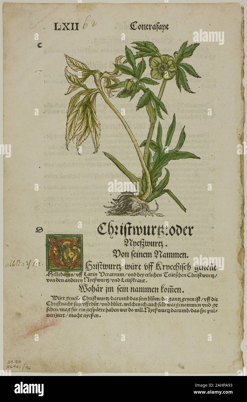 Hans Weiditz, II. Christwurz (Hellebore) de l'Herbarium (Kräuterbuch), la plaque de 96 gravures sur bois dans les livres du xvie siècle. 1532. L'Allemagne. À la main, gravure sur bois sur papier Banque D'Images