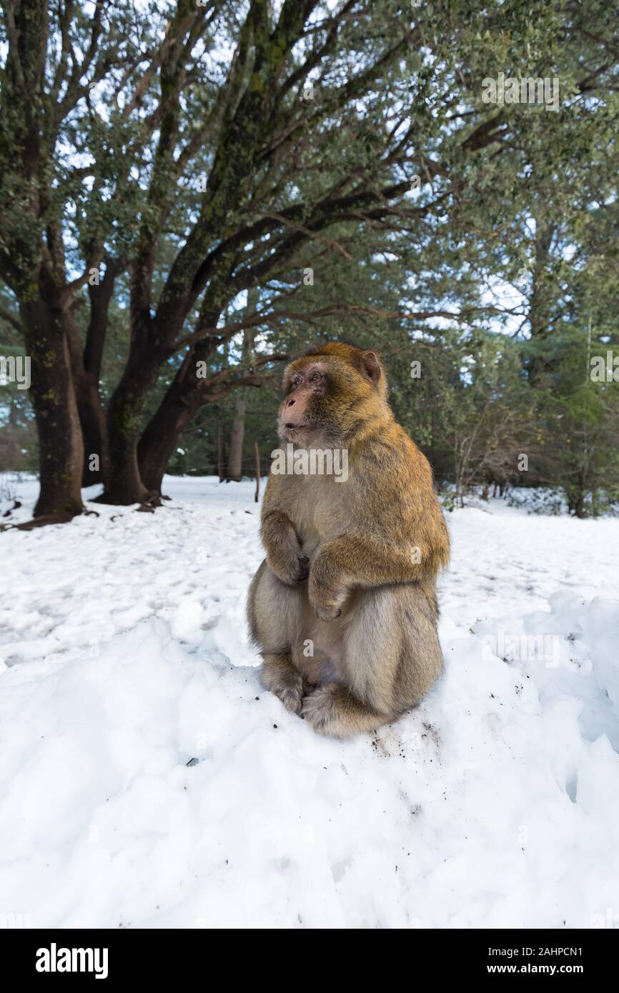 Macaque assis sur la masse dans le grand atlas des forêts de l'Afrique, le Maroc après une tempête de neige en montagne dans la forêt d'Azrou ( cedre gouraud forest) Banque D'Images