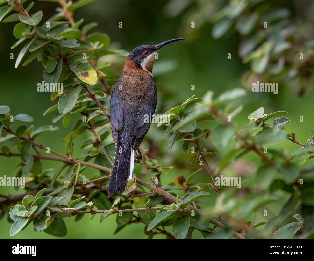 Spinebill orientale Acanthorhynchus tenuirostris, Banque D'Images