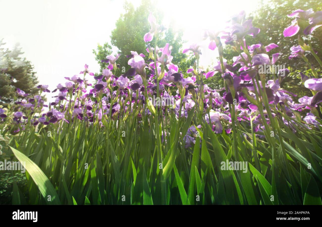 Plantation d'iris bleu dans le jardin Banque D'Images