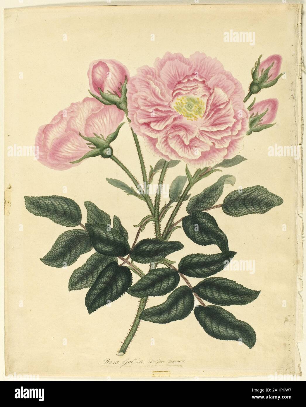 Henry C. Andrews. Rose français. 1806. L'Angleterre. À la main, gravure, avec la gravure, sur vélin crème, prévue sur vélin crème Banque D'Images