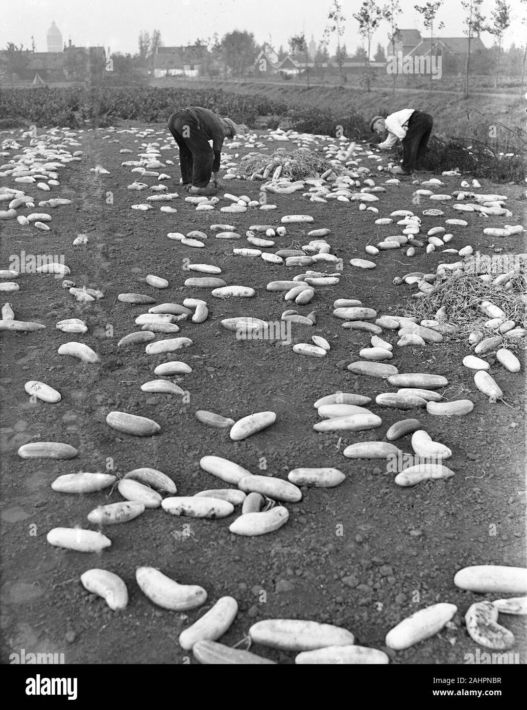 Les hommes ramasser des concombres qui pourrissent dans un champ ca. 16 octobre 1947 Banque D'Images