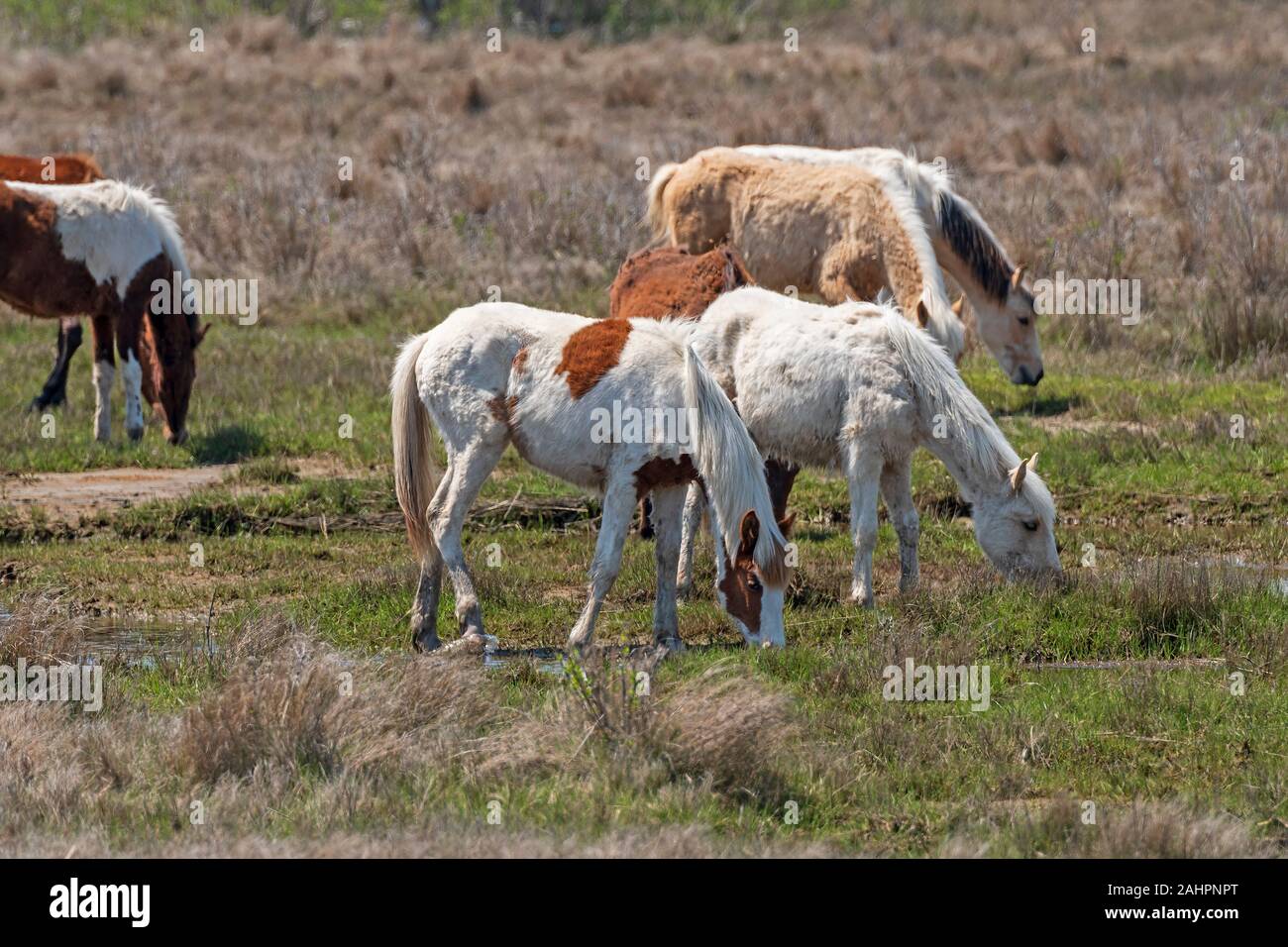 Poneys sauvages colorés le pâturage dans une zone humide dans Chincoteague National Wildlife Refuge en Virginie Banque D'Images