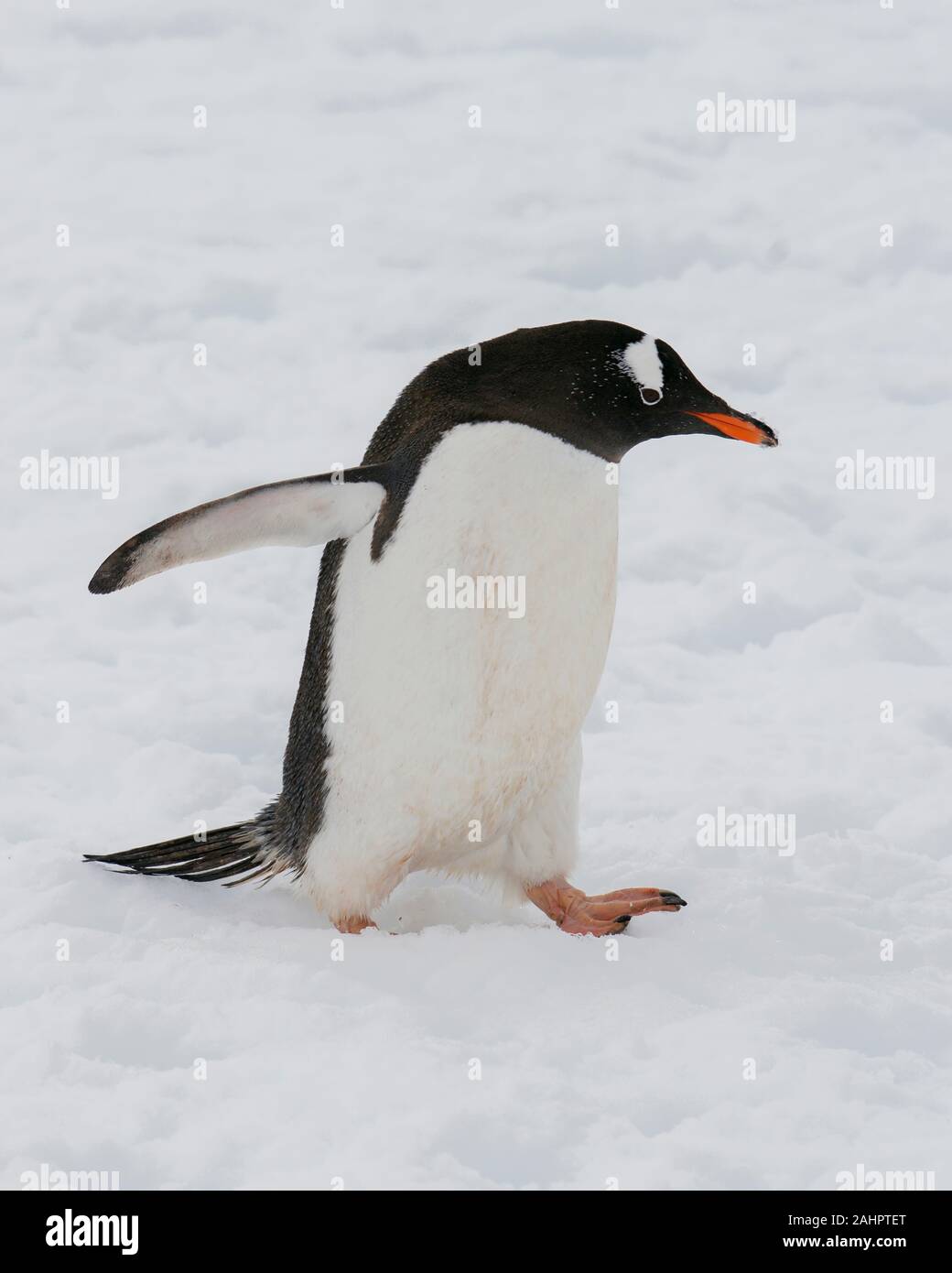 Une Gentoo pingouin, marcher dans la neige. L'île de Petermann, Antarctique, Banque D'Images