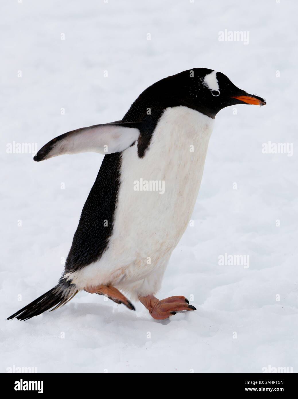 Une Gentoo pingouin, promenades dans la neige -, l'Antarctique, l'Île Petermann Banque D'Images