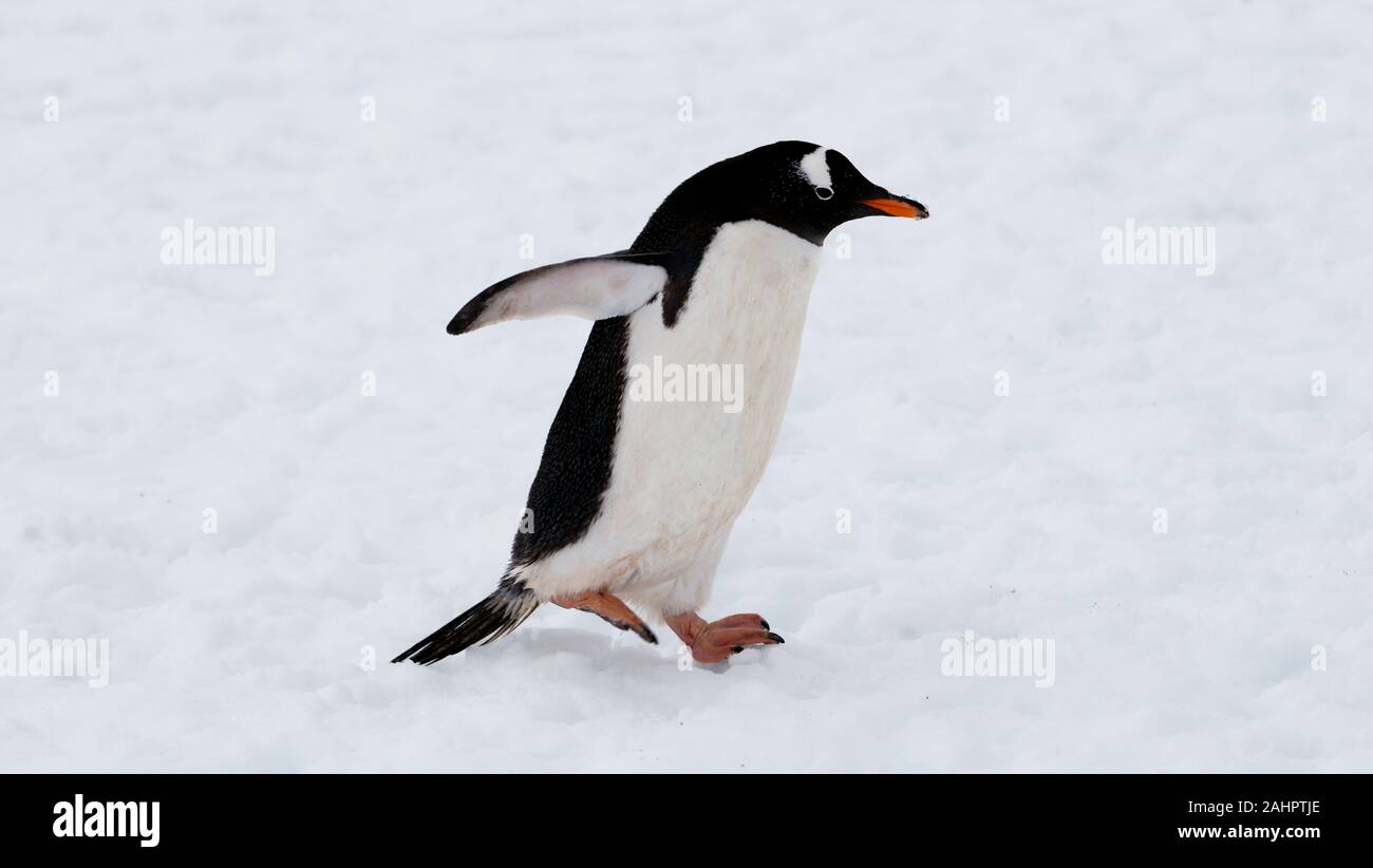 Une Gentoo pingouin, promenades dans la neige -, l'Antarctique, l'Île Petermann Banque D'Images