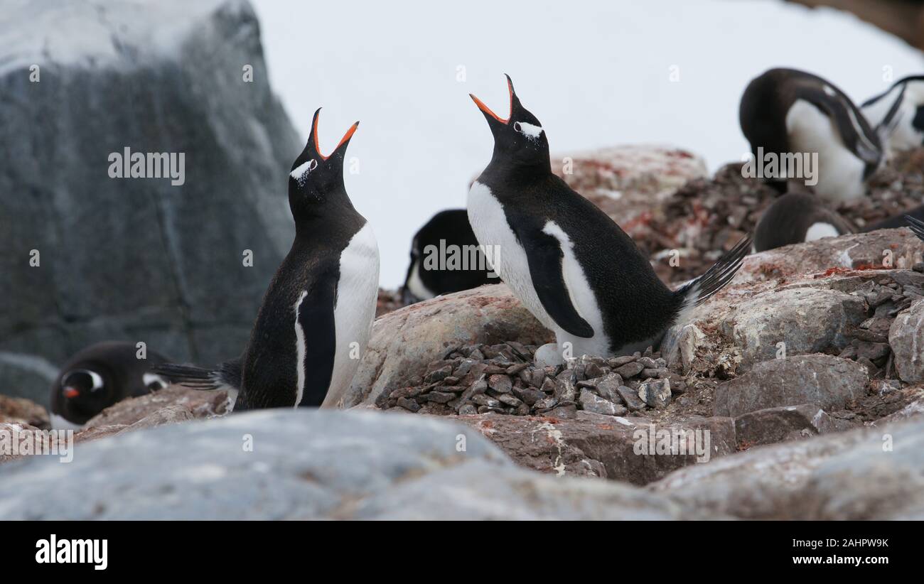Une paire de manchots effectuer leur danse de cour ou d'accouplement. Un oeuf peut être vu dans le nid. L'île de Petermann, Antarctique, Banque D'Images