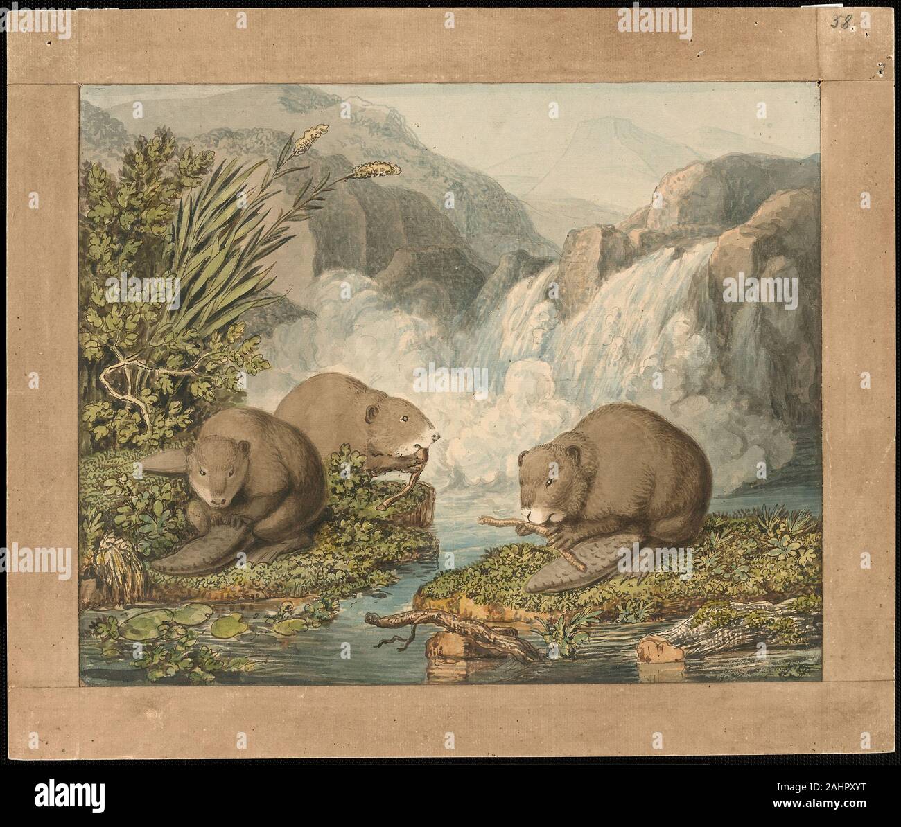 Wilhelm Tischbein. Trois Castors construire un barrage. 1795-1805. L'Allemagne. Aquarelle, plume et encre brune, et des touches de craie noire, sur papier vergé crème, fixées sur papier vergé ivoire, avec un chevauchement des losanges avec tons frontaliers aquarelle brun Johann Heinrich Wilhelm Tischbein expérimenté avec la physionomie de l'animal dans de nombreux dessins. Inspiré par le philosophe suisse Johann Kaspar Lavater, l'artiste considère le caractère d'une personne dépendait de l'animal il ressemblait. Comme Tischbein a écrit en 1796, "J'ai entrepris un autre [série de dessins] pour en savoir plus sur l'homme. Pour rendre cette étude plus facile Banque D'Images