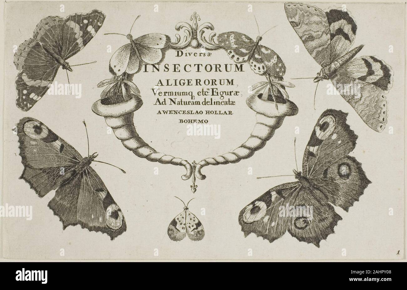 Wenceslaus Hollar. Page de titre de Diversae Insectorum. 1644-1652. La Bohême. Gravure sur papier vergé ivoire un artiste polyvalent et prolifique, Wenceslaus Hollar a produit près de 3 000 gravures au fil de quelques 50 ans, avec des sujets allant de la mode et l'art du portrait à l'architecture et de paysage. Cette gravure est la page de titre d'une série de six représentations scientifiques d'insectes et autres petites créatures. Remarquables par leur virtuosité et détail, la présentation technique de ces œuvres est fort probablement attribuable à l'invention du microscope à la fin du 16ème siècle. Banque D'Images