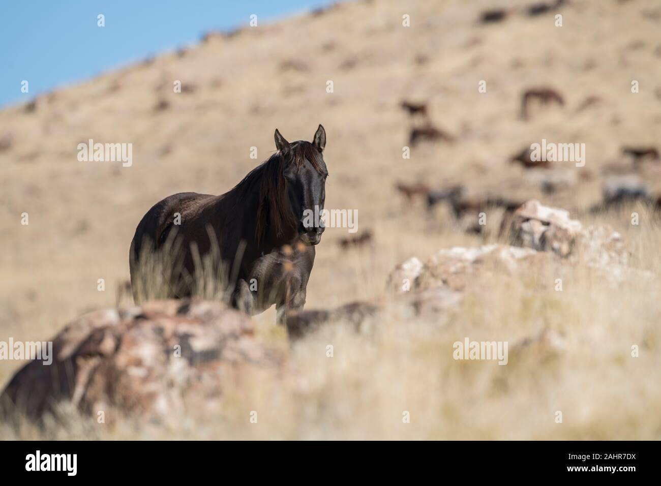 Les chevaux sauvages du désert de l'Utah, l'Ouest, Banque D'Images