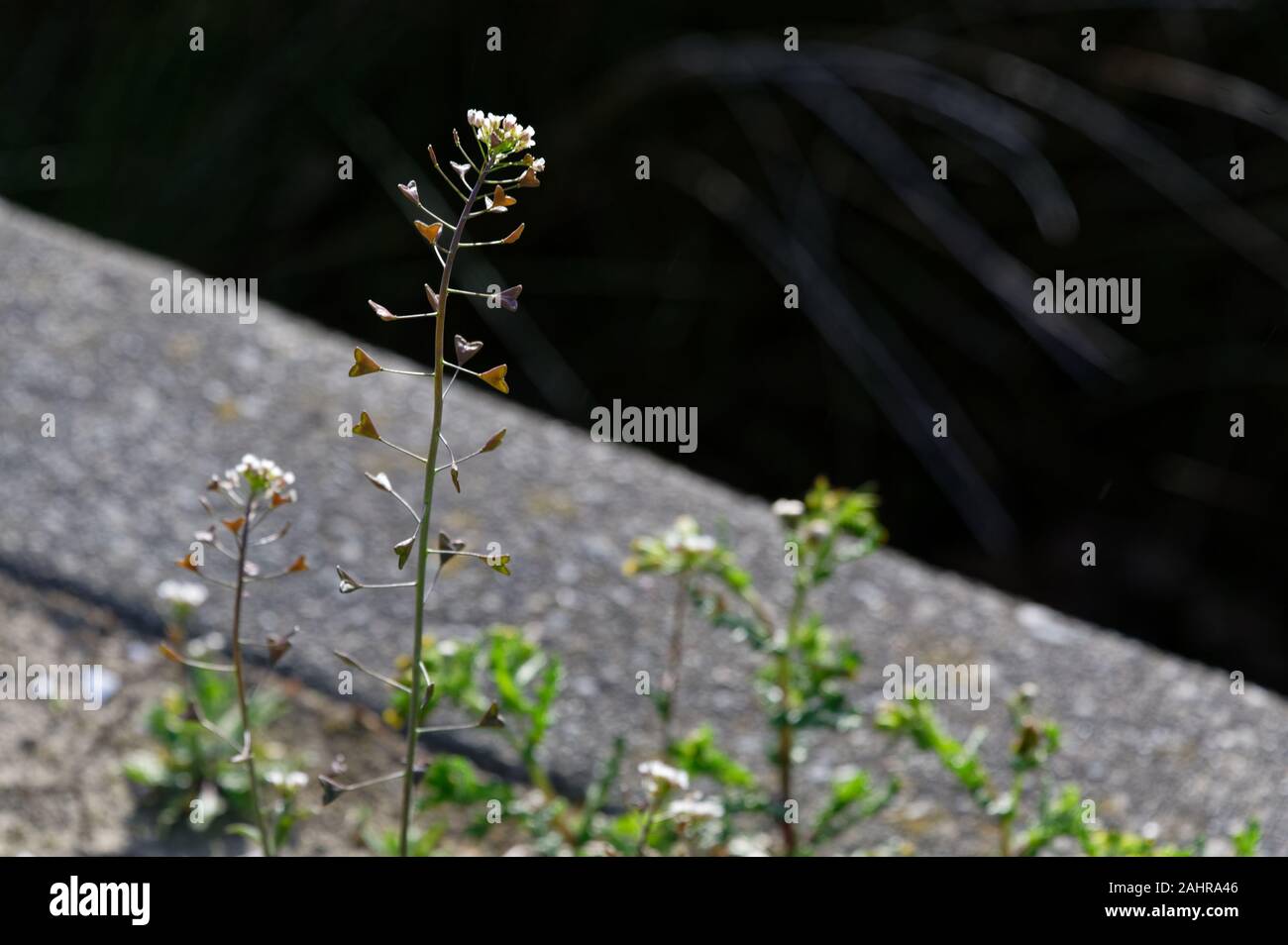 Une plante au soleil, capselle pousse le long de la côté d'un chemin Banque D'Images