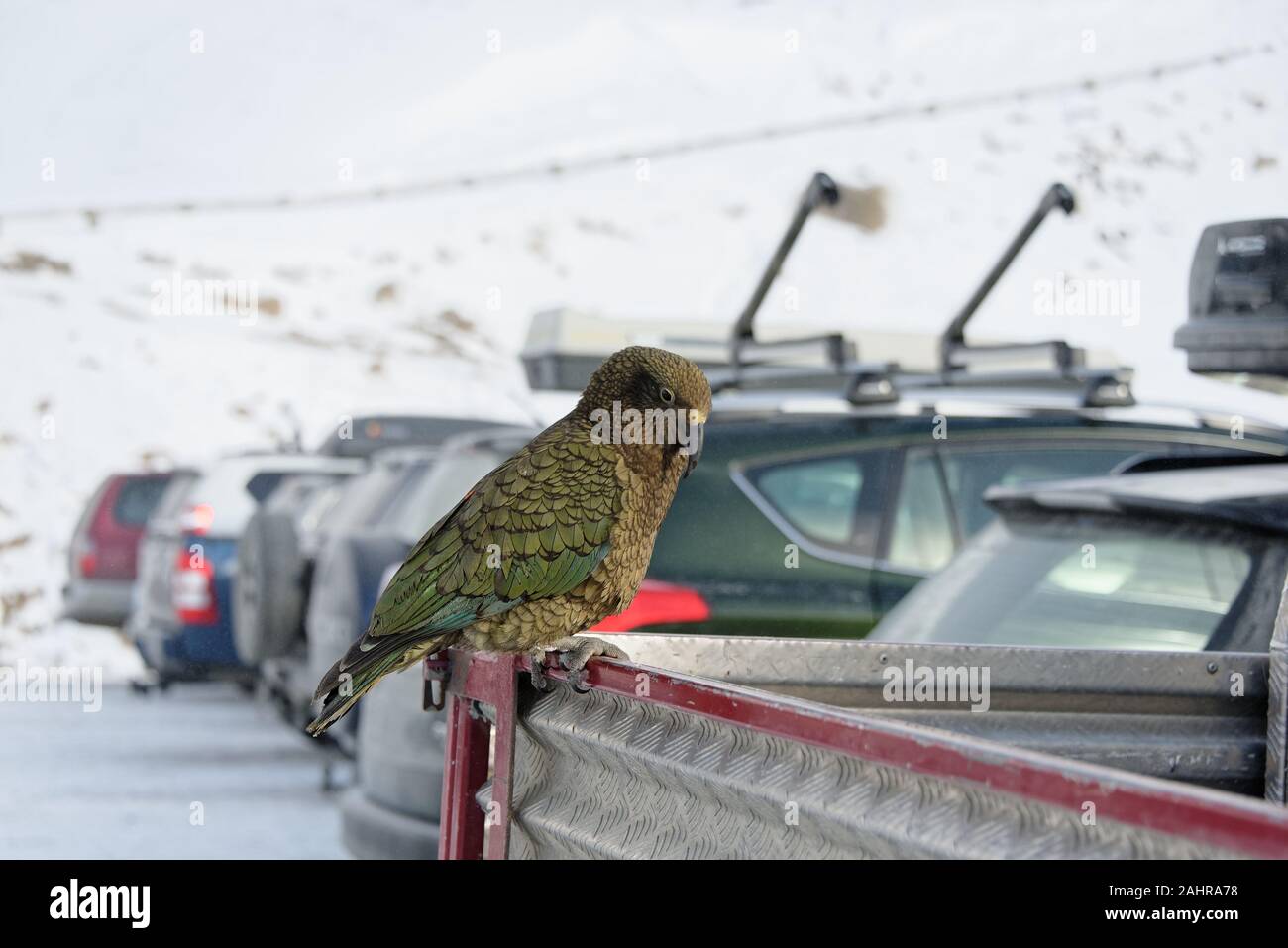 Un impertinent KEA est à la recherche à l'arrière d'un véhicule pour voir ce qu'il pourrait être en mesure de voler Banque D'Images