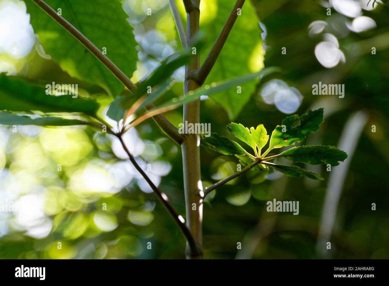 Un sun beam sélectionne les petites feuilles d'une plante feuillue. Banque D'Images