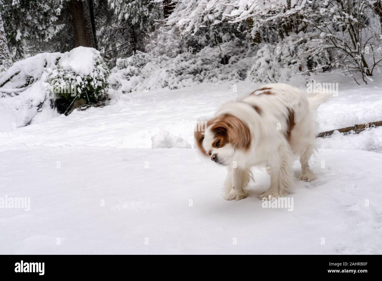 Issaquah, Washington, USA. Des profils Cavalier King Charles Spaniel shaking off la chute de neige de sa fourrure. (PR) Banque D'Images