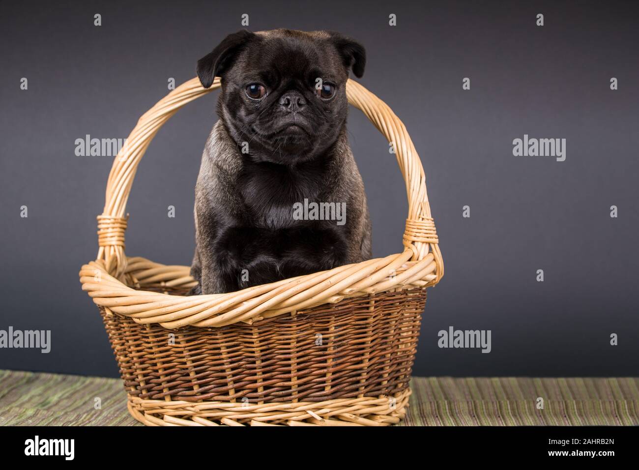 Olive, le Pug, à Issaquah, Washington, USA Banque D'Images
