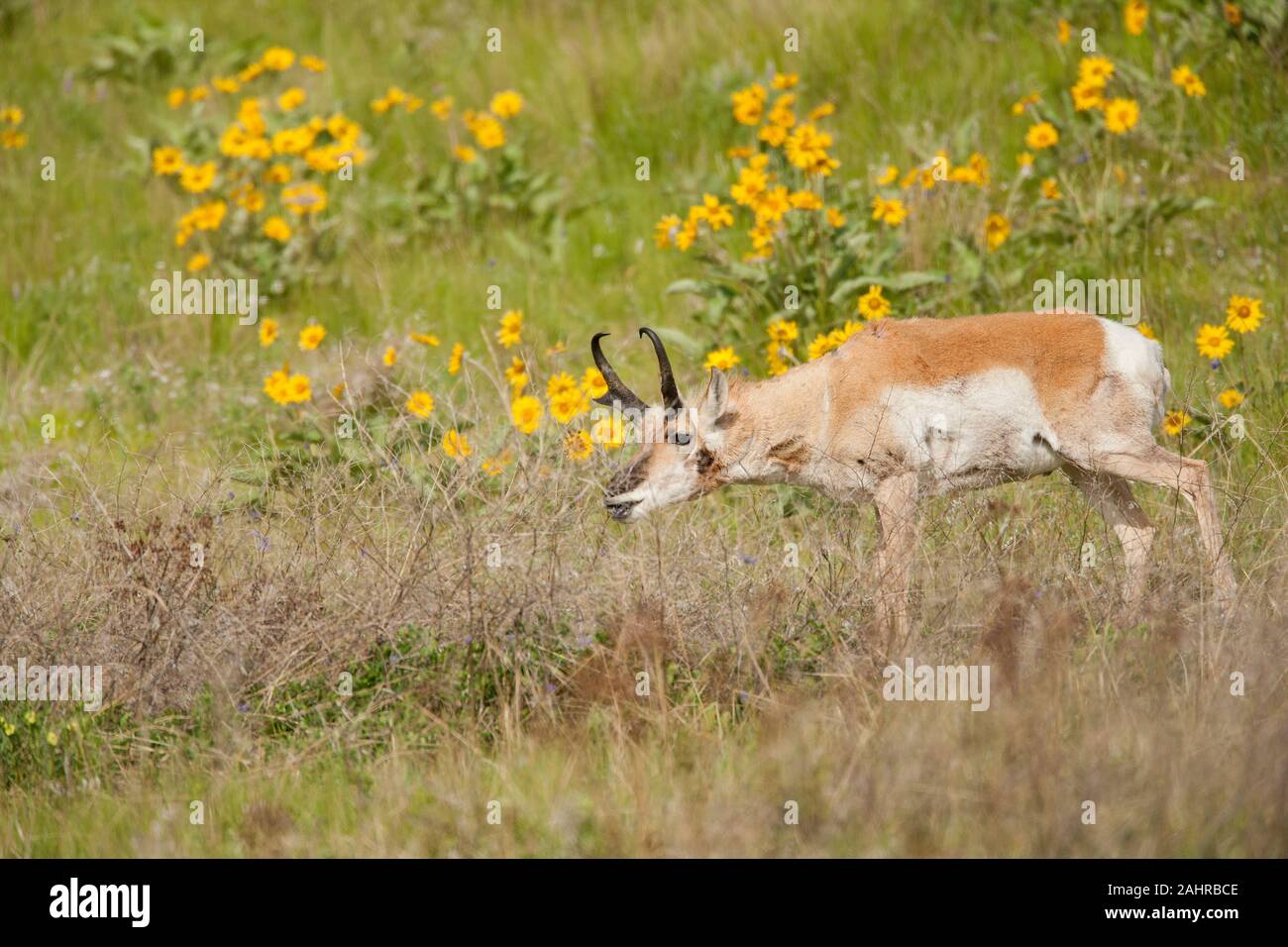 Antilope d'alimentation avec buck à feuilles deltoïdes flèche fleurs sauvages dans l'arrière-plan, dans la région de National Bison Range, Montana, USA Banque D'Images