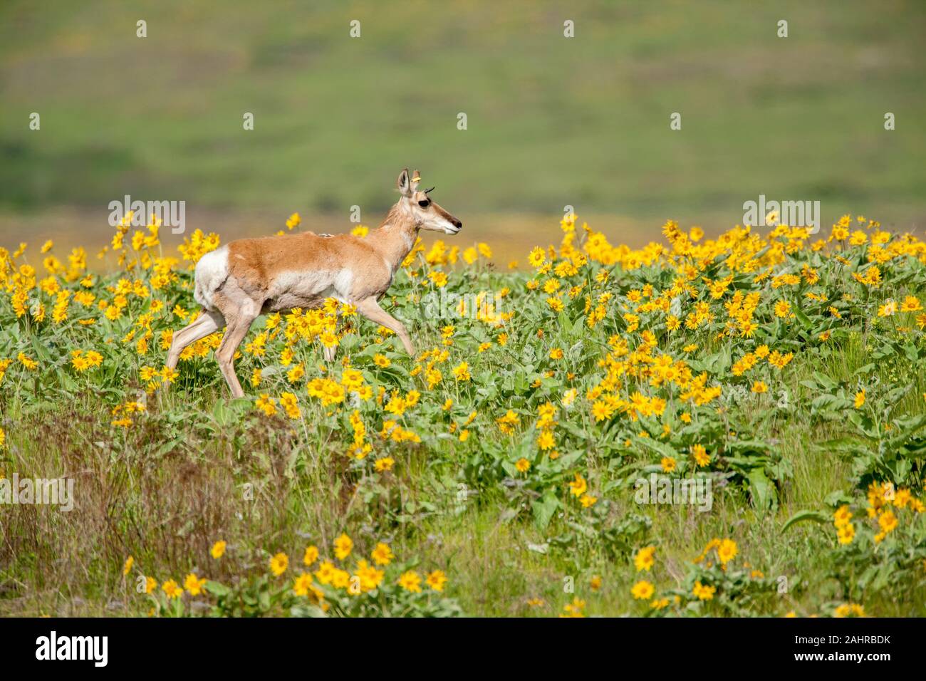 National Bison Range, Montana, USA. Antilope d'untel avec une étiquette d'oreille jaune marche dans un champ de fleurs sauvages Arrowleaf deltoïdes. Banque D'Images