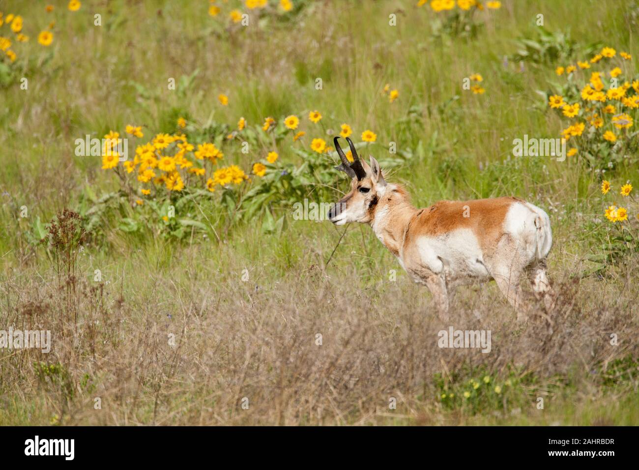 National Bison Range, Montana, USA. L'antilocapre buck debout dans un champ de fleurs sauvages Balsamorhize à feuilles de flèche. Banque D'Images