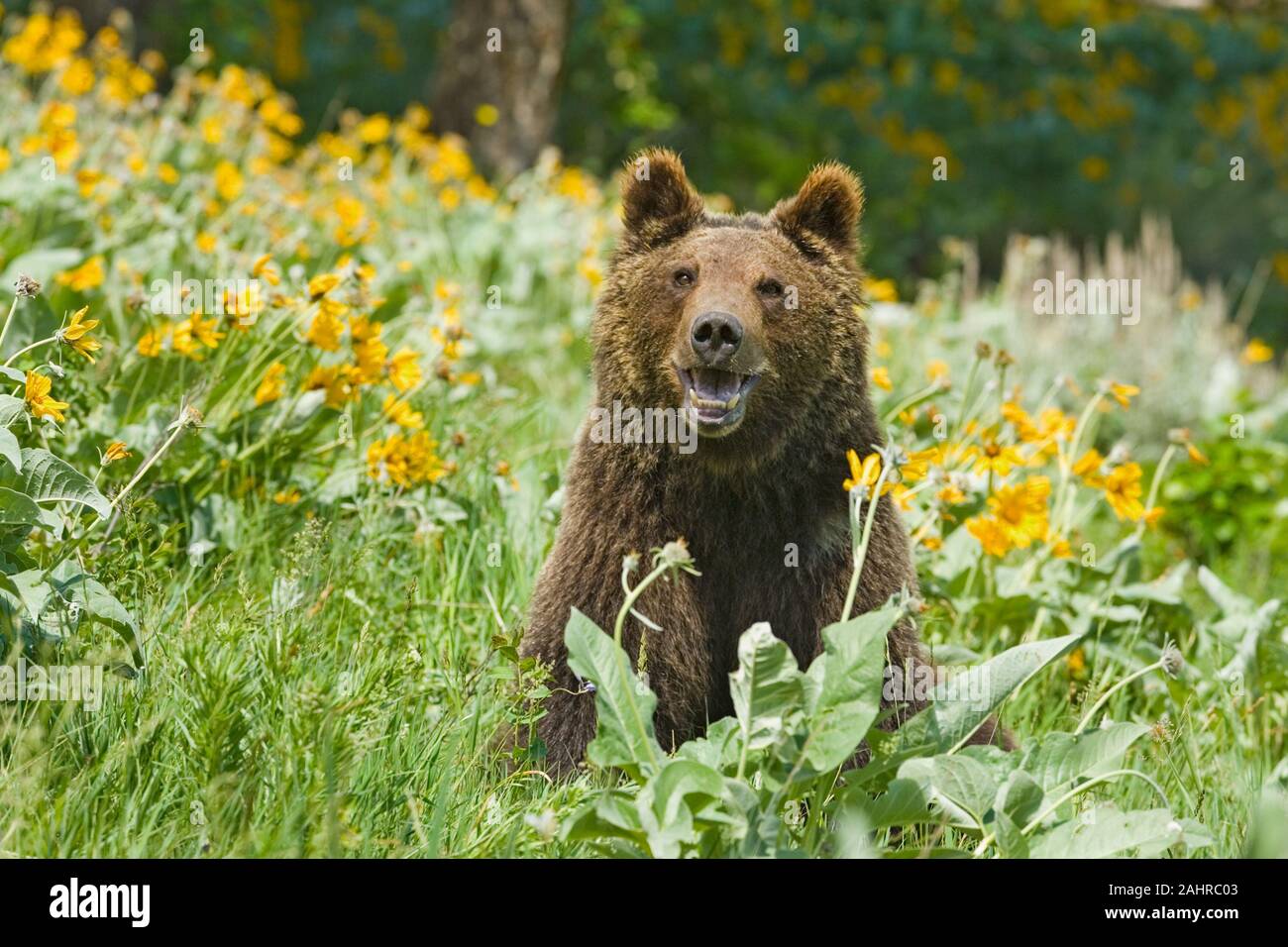 Grizzly ou ours brun assis dans le champ de fleurs sauvages à feuilles deltoïdes Arrowleaf à Bozeman, Montana, USA. Des animaux en captivité. Banque D'Images