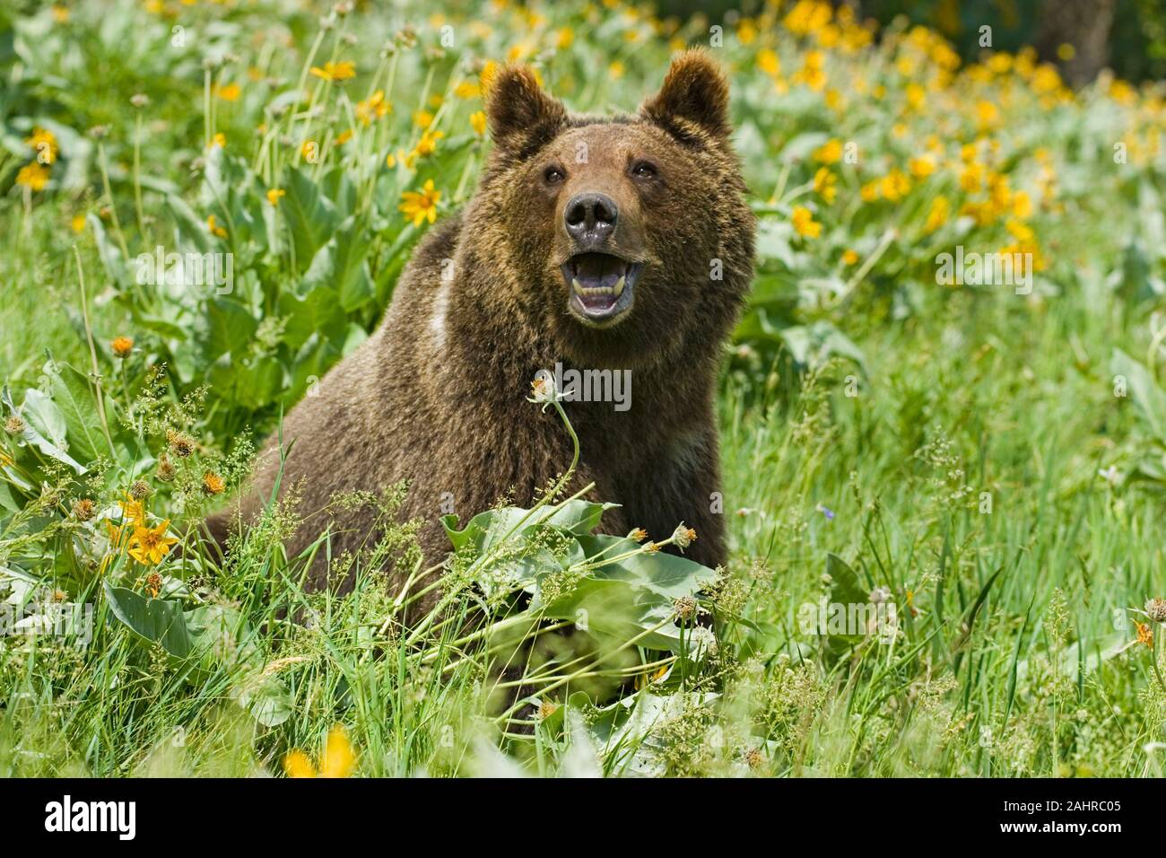 Grizzly ou ours brun 1,5 ans cub close-up dans le champ de fleurs sauvages à feuilles deltoïdes Arrowleaf à Bozeman, Montana, USA. Des animaux en captivité. Banque D'Images