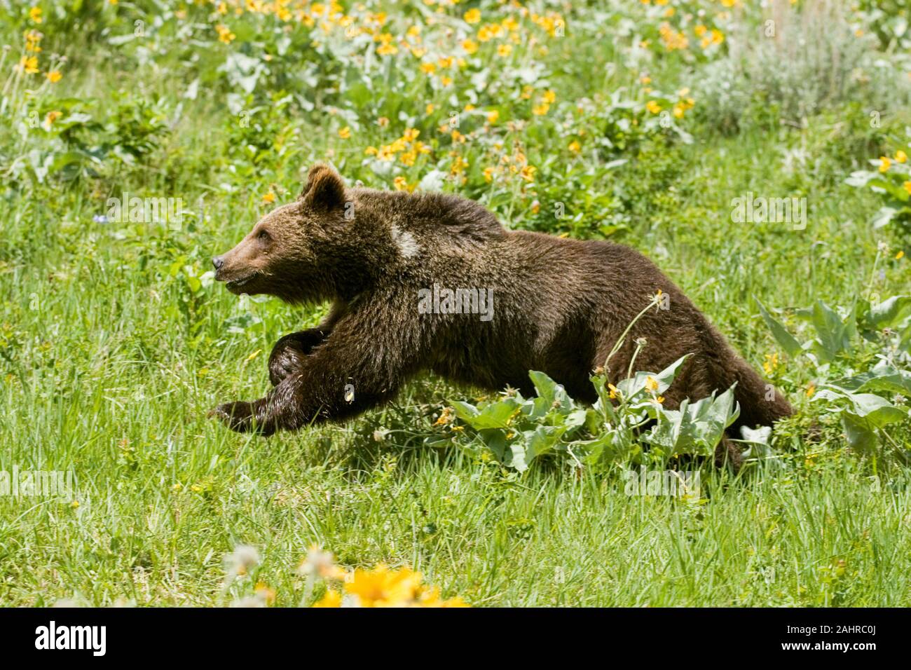 Grizzly ou ours brun (ursus arctos) 1,5 ans cub à travers le domaine de la balsamorhize à feuilles de flèche (Balsamorhiza sagittata) fleurs sauvages. Bozema Banque D'Images