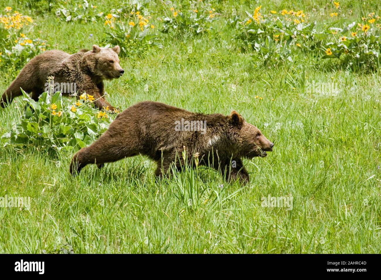 Deux jeunes grizzlis tournant dans le pré près de Bozeman, Montana, USA. Des animaux en captivité. Banque D'Images