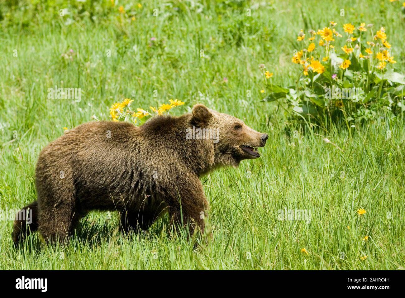 L'ours grizzli adultes walking in meadow près de Bozeman, Montana, USA. Des animaux en captivité. Banque D'Images