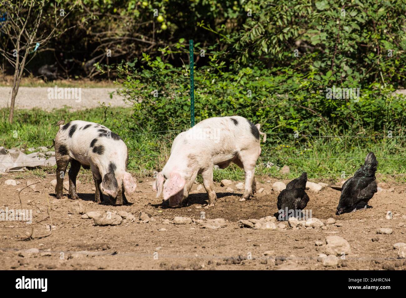 Gloucestershire vieux porcs taches à côté de l'arrachage des Black Australorp poulets manger dans l'ouest de Washington, États-Unis Banque D'Images