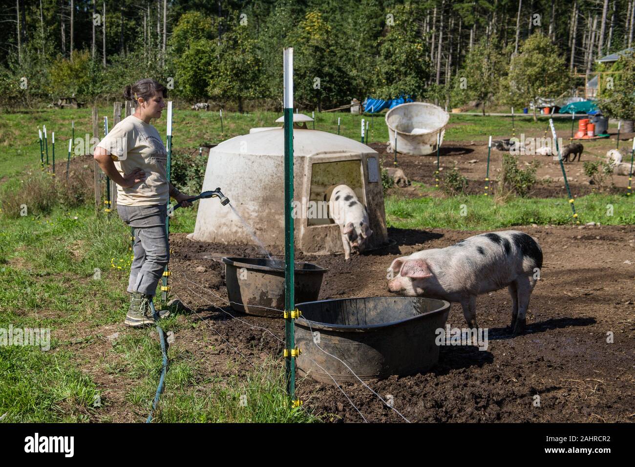 Une vieille femme remplissage Gloucestershire taches eau cochon à remous dans l'ouest de Washington, USA. Les porcs ont besoin d'attention au moins deux fois par jour, 365 jours par année pour yo Banque D'Images