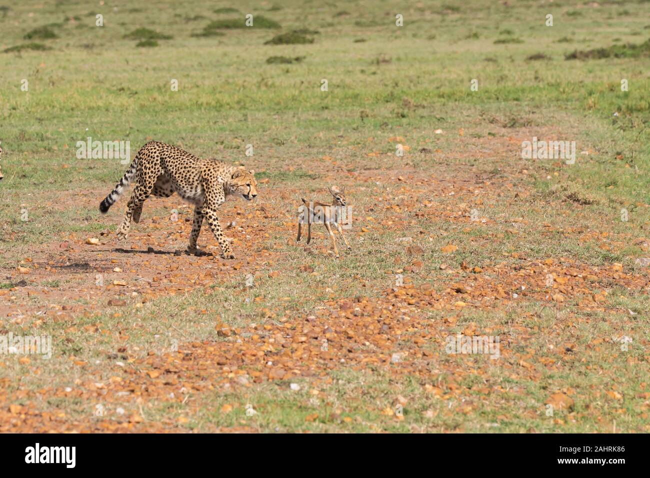 Trois guépards chasser un bébé gazelle dans les plaines de l'Afrique à l'intérieur de la réserve nationale de Masai Mara au cours d'un safari de faune Banque D'Images