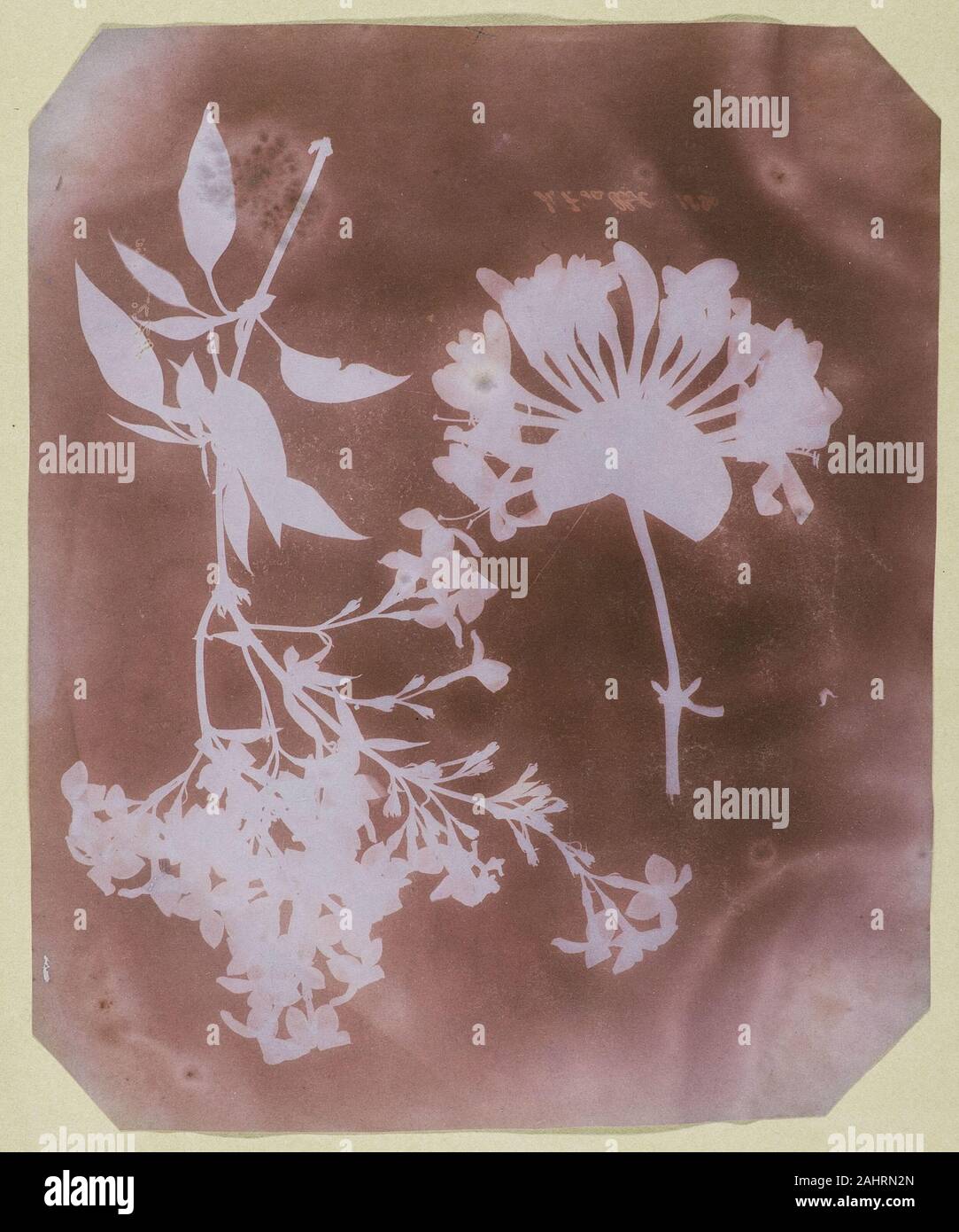 William Henry Fox Talbot. Deux spécimens végétaux. 1839. L'Angleterre. Dessin photogénique contenus dans cette hantise et image poétique est la semence de la photographie la possibilité de créer un négatif à partir de laquelle un nombre illimité de tests positifs peuvent être faites. William Henry Fox Talbot a produit cette image en plaçant les spécimens botaniques sur papier sensible et les exposant à la lumière. Il a fait cette découverte révolutionnaire après son 1833 miel, sur les rives du lac de Côme, Lombardie, Italie. Frustré par son incapacité à tirer ses environs italien avec précision, Talbot a rappelé les images fugaces de l'e Photo Stock