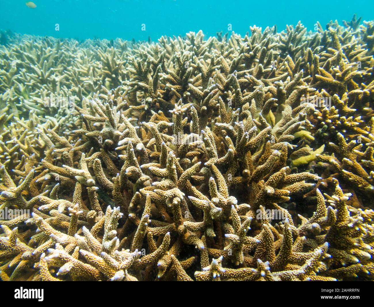 Vue Trouble du corail coraux dans l'eau trouble à marée basse. Image prise par sous-marine Plongée touristiques l'écosystème des récifs coralliens à Great Keppel Banque D'Images