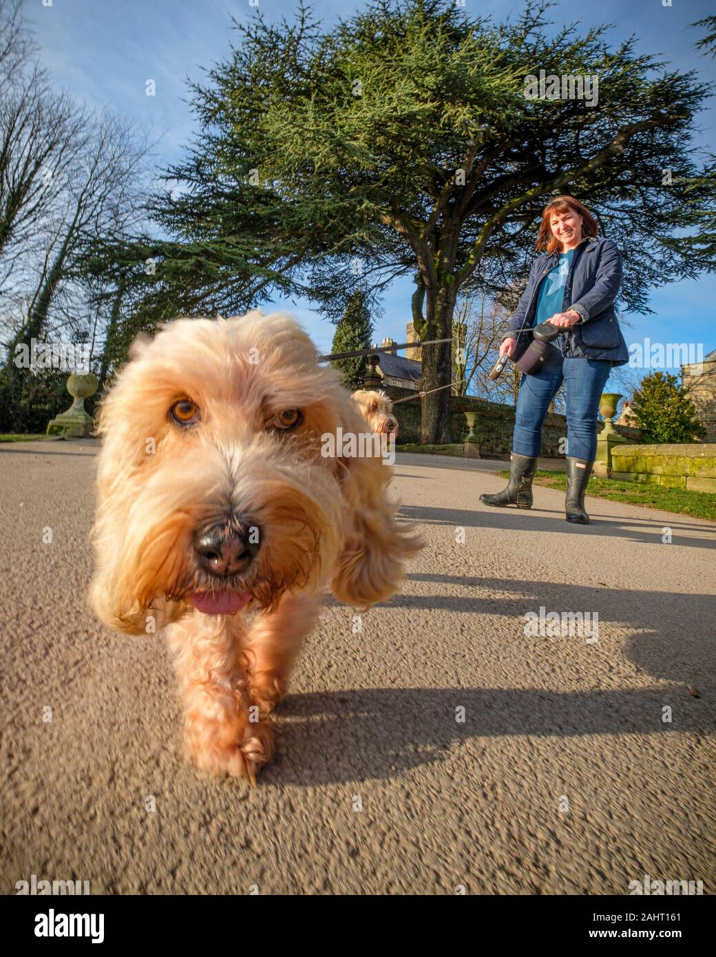 Les chiens à pied le long d'une journée d'hiver. Banque D'Images