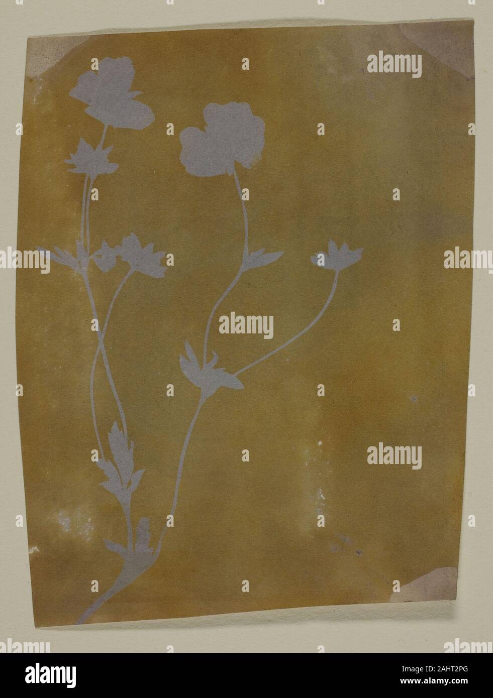 William Henry Fox Talbot. Tige de feuilles et de fleurs. 1830-1842. L'Angleterre. Dessin photogénique, stabilisée (fixe) dans l'iodure de potassium, bromure de potassium ou de l'eau d'ammoniac Banque D'Images