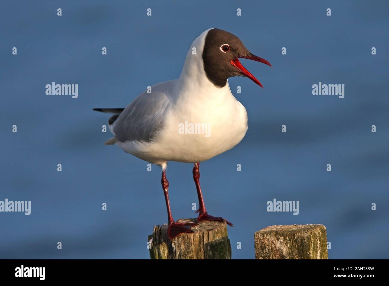 Mouette, mouette appelant, au Royaume-Uni. Banque D'Images