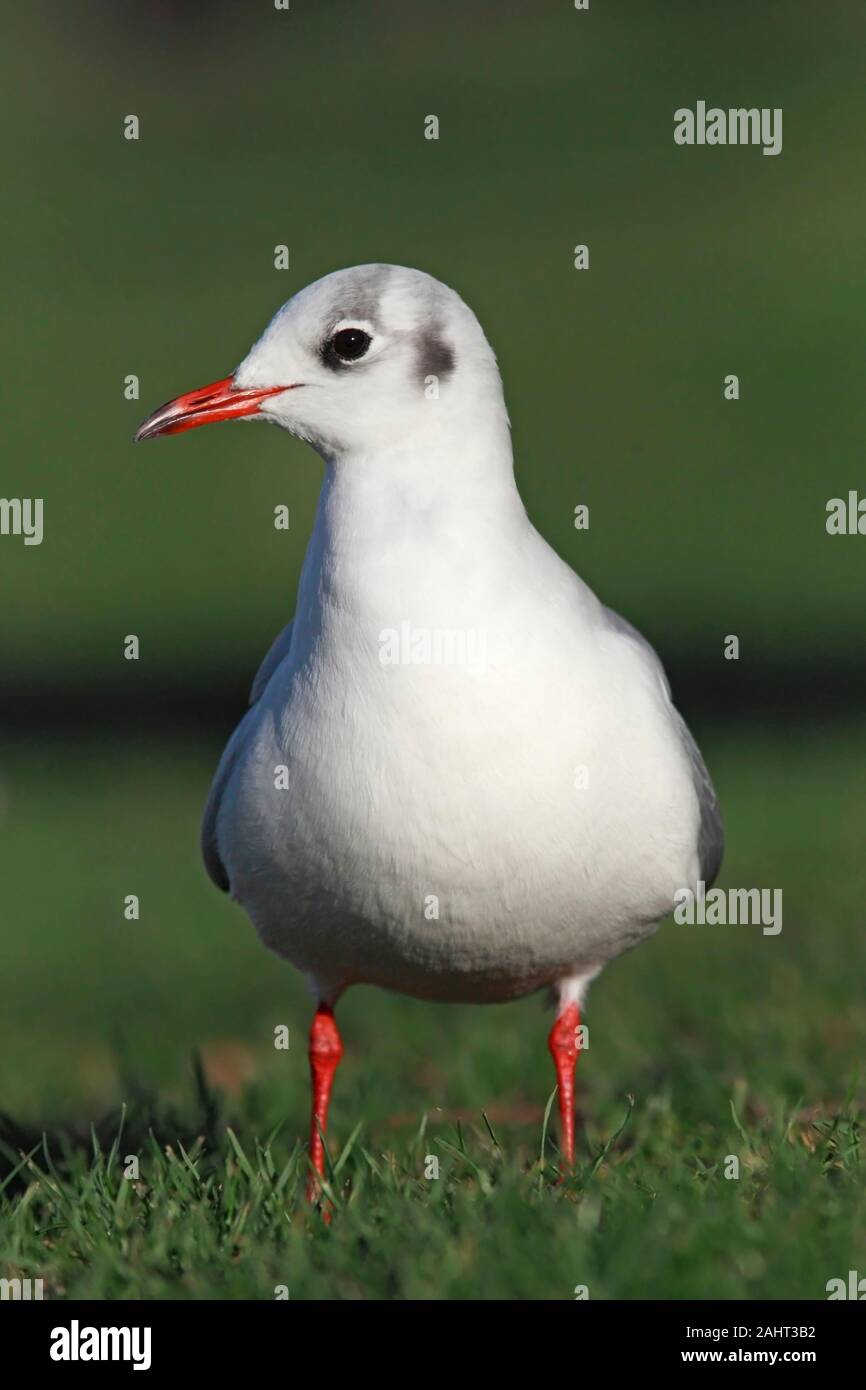 MOUETTE À TÊTE NOIRE (Chericocephalus ridibundus) dans le plumage non reproductrice (hiver), Lothian oriental, Écosse, Royaume-Uni. Banque D'Images