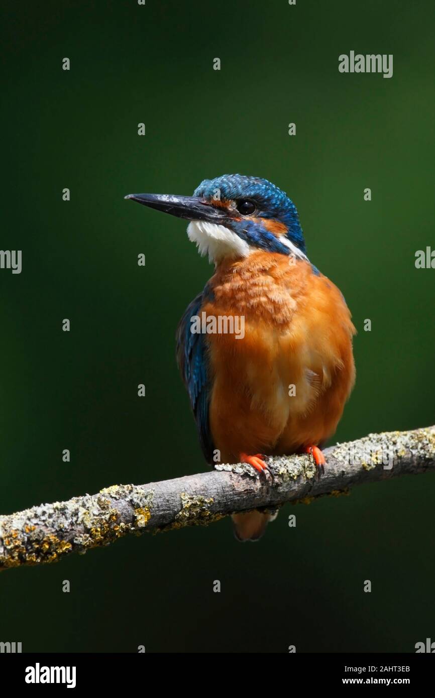 KINGFISHER, UK. Banque D'Images