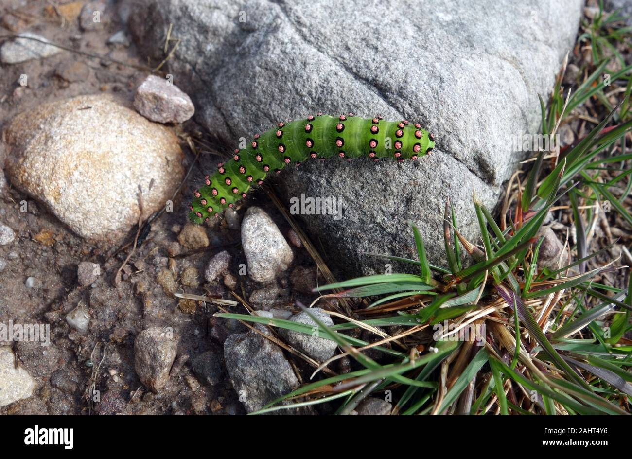 Espèce d'empereur sur le Caterpillar Coire Lair/Bealach Mor Chemin de la montagne écossaise Corbett Fuar Tholl, Strathcarron, Highlands, en Écosse. Banque D'Images