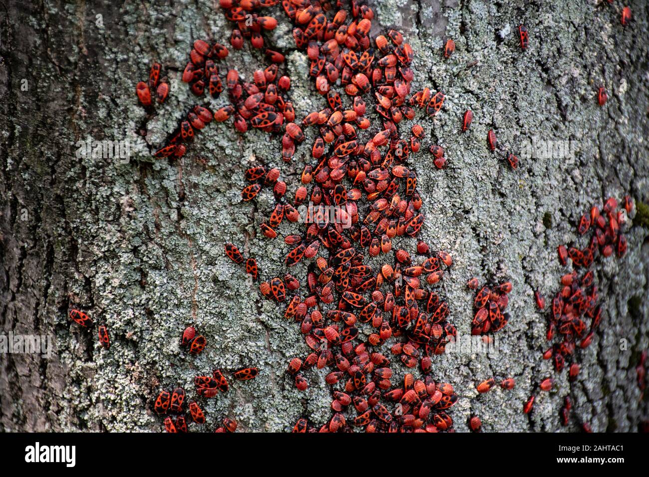 De nombreux bugs sur un arbre dans différentes étapes de développement. Gros plan photo insectes insectes insectes pompier. Coléoptères avec un dos rouge repéré. Insectes Banque D'Images