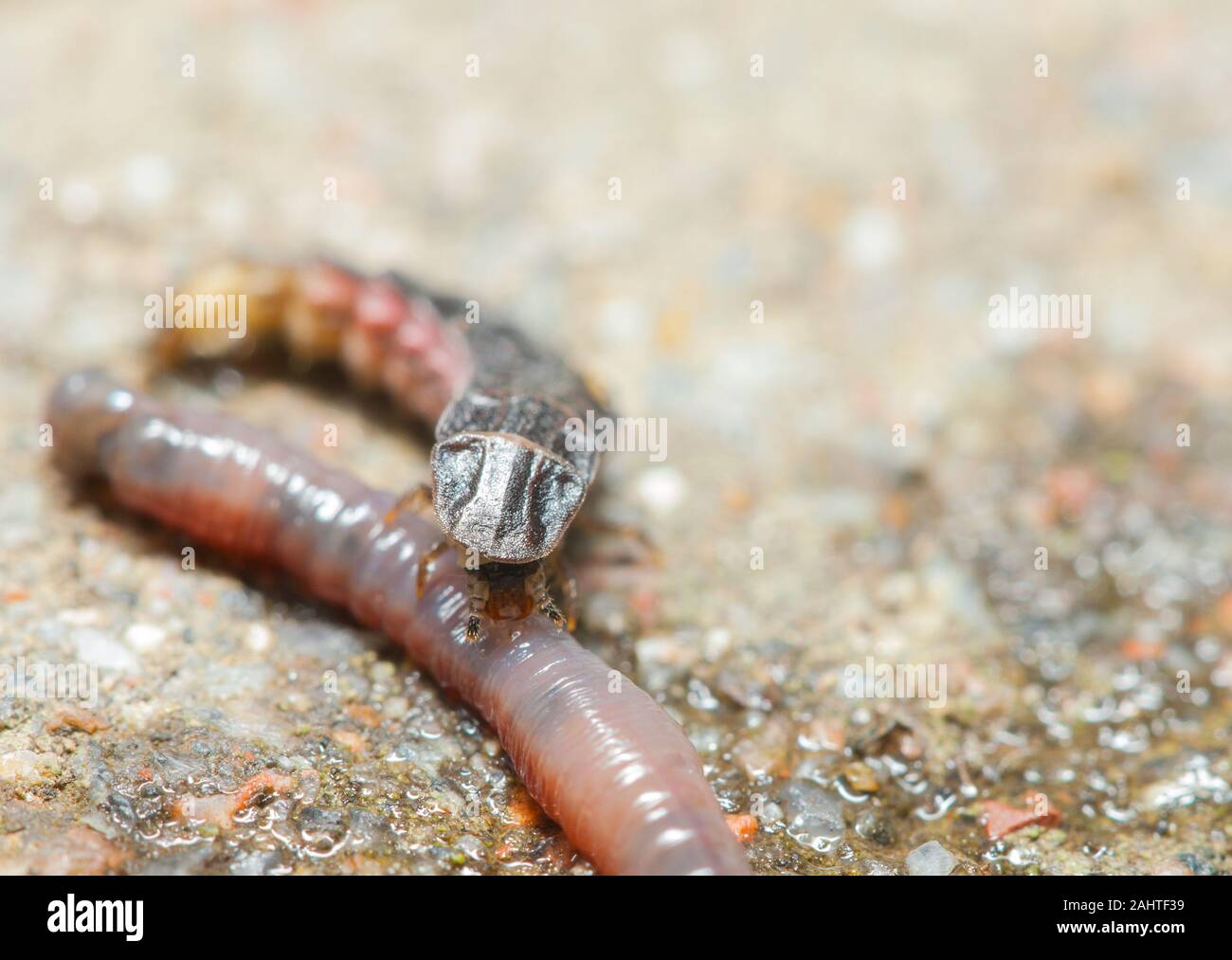 Glow worm moindre larve avec sa proie ver Banque D'Images