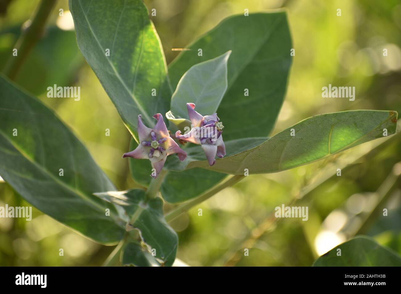 Purple Calotropis Gigantea nom commun de couronne fleur plante ayant des fleurs, avec des feuilles vertes,avec l'arrière-plan flou Banque D'Images