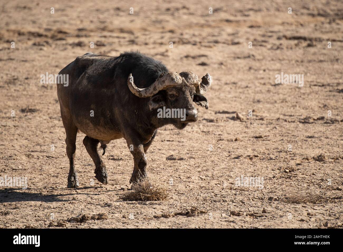 Cape, Syncerus caffer, Aquila Private Game Reserve, Afrique du Sud Banque D'Images