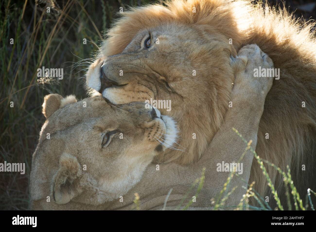Interaction des Lions, Panthera leo, Aquila Private Game Reserve, Afrique du Sud Banque D'Images