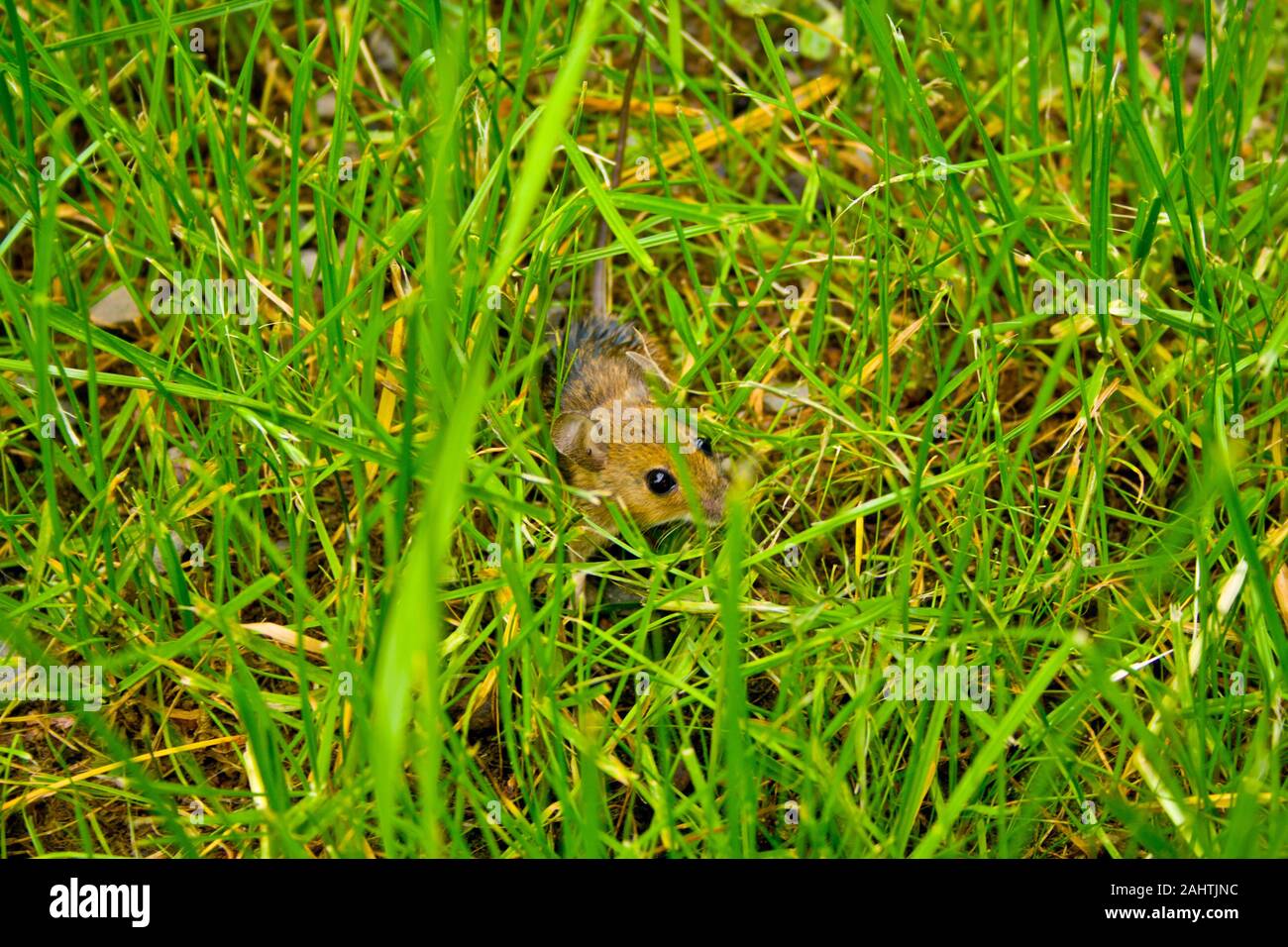 Un peu mégère se cache dans l'herbe en face d'un chat Banque D'Images