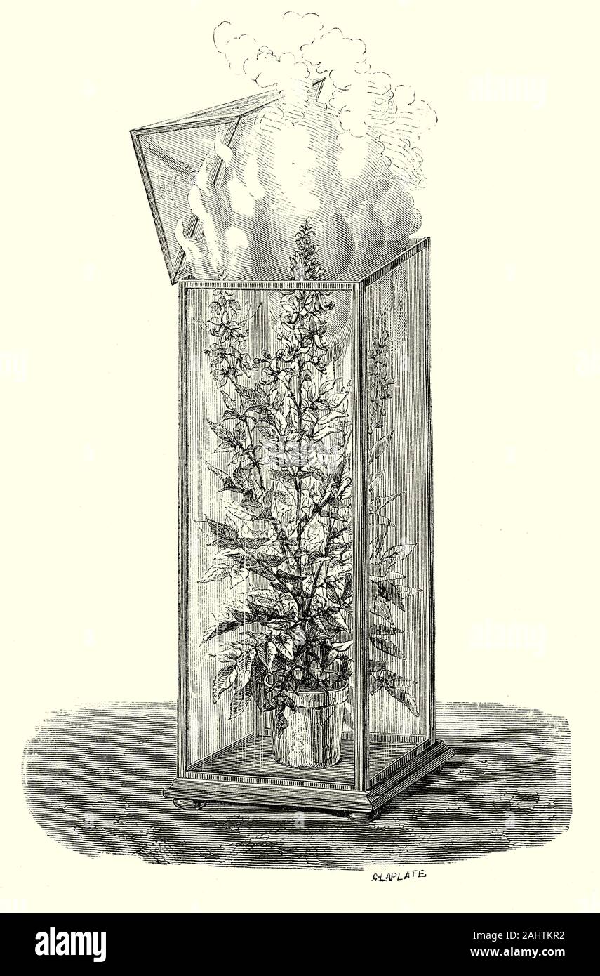 Buisson ardent, aka dittany, gas plant, et (fraxinella Dictamnus albus) est une espèce de plante de la famille des Rutaceae, avec une seule espèce. C'est une herbacée vivace originaire de l'accueil chaleureux, ouvert habitats boisés dans le sud de l'Europe, l'Afrique du nord et une grande partie de l'Asie. Le nom 'buisson ardent' dérive de l'huiles volatiles produites par l'usine, qui peuvent prendre feu facilement menant à suggestiont que c'est le buisson ardent de la Bible. Banque D'Images