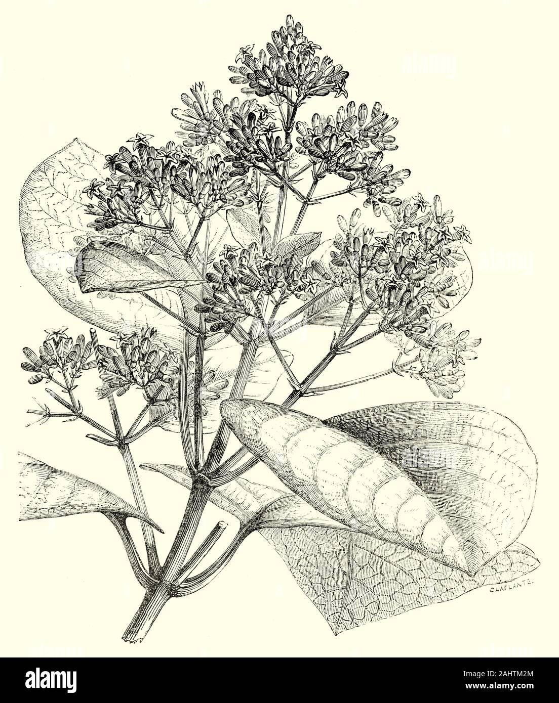 Les fleurs de Cinchona cordifolia, l'un d'un grand genre d'arbres de la région andine de l'Amérique du Sud ayant l'écorce médicinale connue pour sa haute teneur en quinine- et est utilisé dans la production de quinine, pour le traitement du paludisme. Banque D'Images